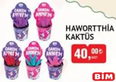 HAWORTTHİA KAKTÜS HAWORTTHİA KAKTÜS